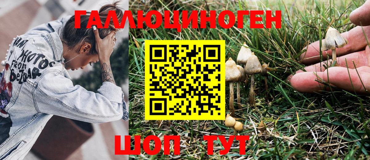 Псилоцибиновые грибы GOLDEN TEACHER Гусев